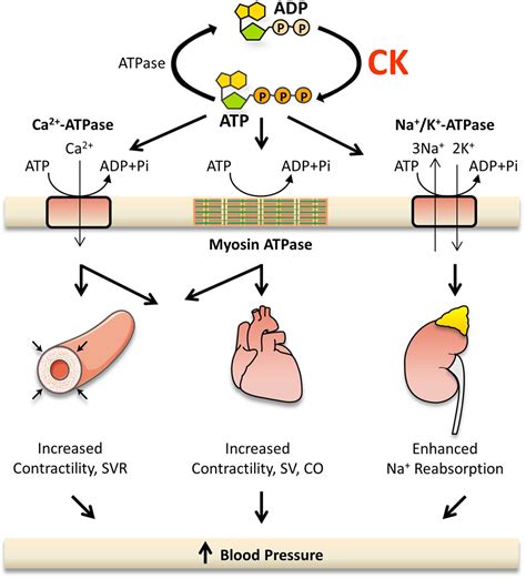 creatine kinase for ck levels.